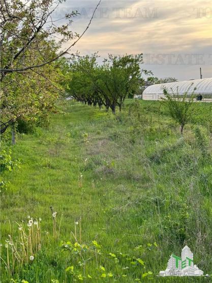 1900mp teren intravilan construibil, Adunatii Copaceni