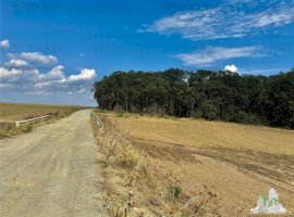 Calarasi / Frumusani/ Teren de vanzare lotizat la padure cu utilitati