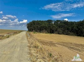 Frumusani/ Teren de vanzare lotizat la padure cu utilitati