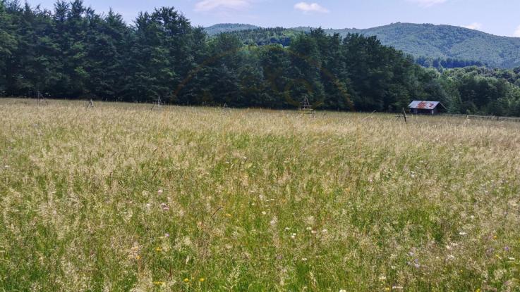 Teren intravilan de 5000, plat, orizontal la poalele muntelui, pe malul Doftanei