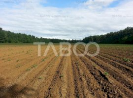 Teren extravilan agricol 12000 mp utilitati acces auto Pianu de Jos