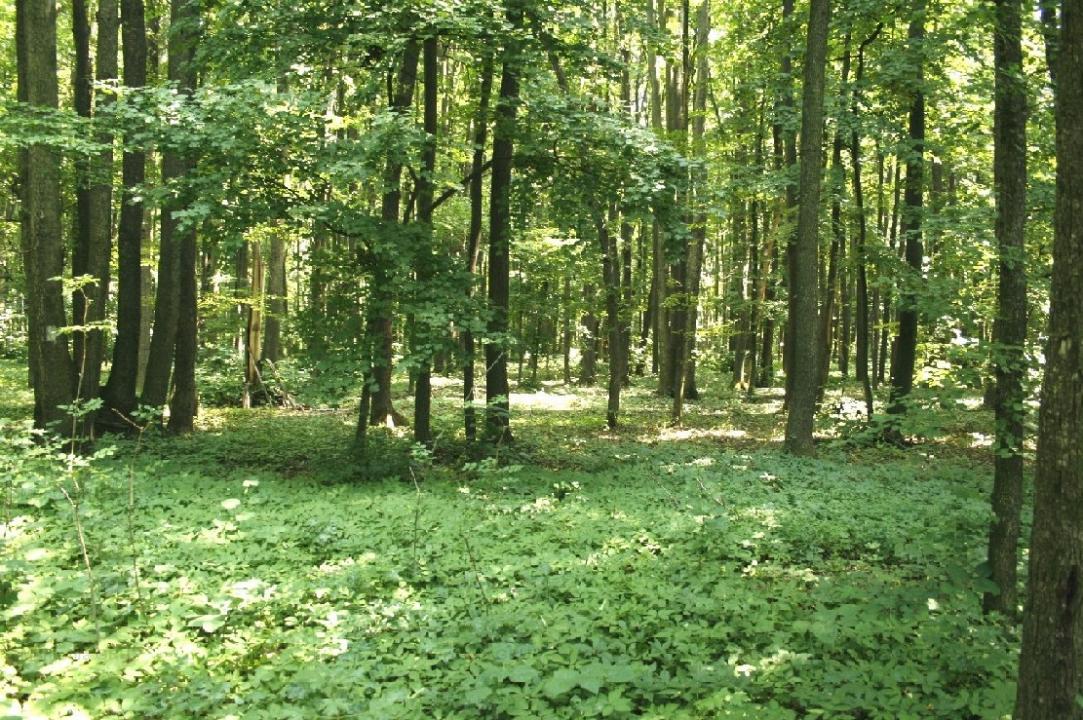 TUNARI - Centura Bucuresti, 16,7 Ha. teren (padure de peste 100 ani)