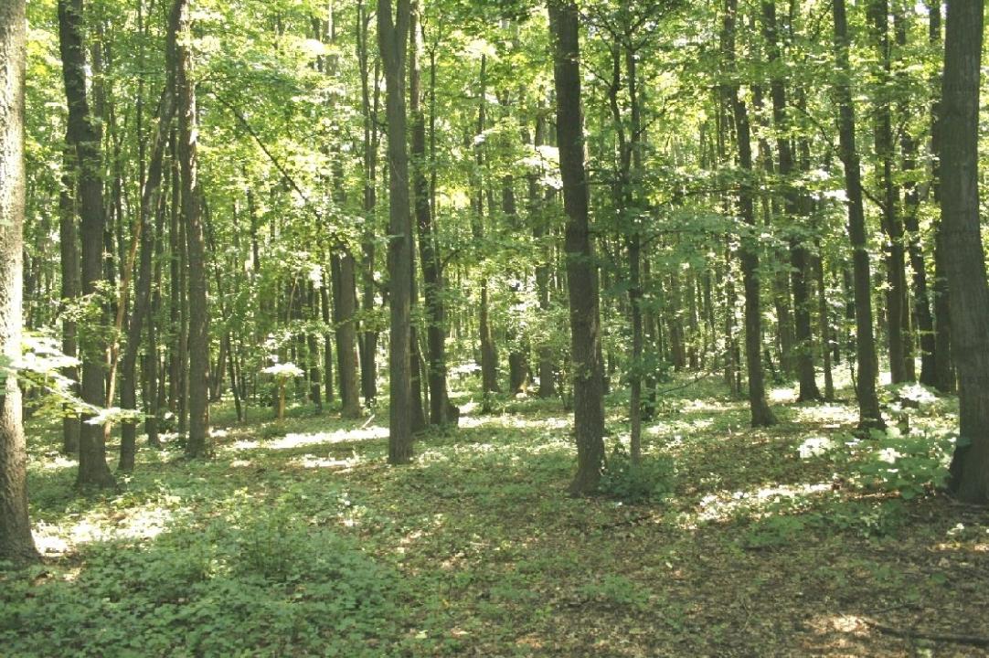 TUNARI - Centura Bucuresti, 16,7 Ha. teren (padure de peste 100 ani)