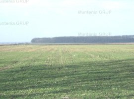 AFUMATI - Tarla 9, teren agricol in suprafata de 29.000 mp.