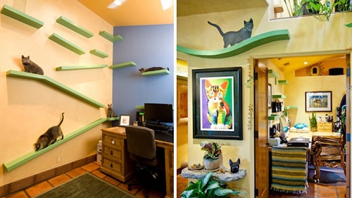 Un barbat din California si-a transformat casa intr-un palat pentru pisici
